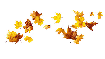 Autumn leaves in motion