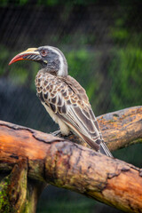 The African grey hornbill (Lophoceros nasutus) is a member of the hornbill family of mainly tropical near-passerine birds found in the Old World. 