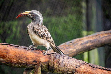 The African grey hornbill (Lophoceros nasutus) is a member of the hornbill family of mainly tropical near-passerine birds found in the Old World. 