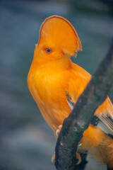 The Guianan Cock-of-the-rock (Rupicola rupicola) is a striking orange bird from the rainforests of...