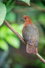 The female Santa Cruz ground dove (Pampusana sanctaecrucis) is a species of bird in the family Columbidae. It is found in the southern Solomon Islands and Vanuatu. It is threatened by habitat loss.