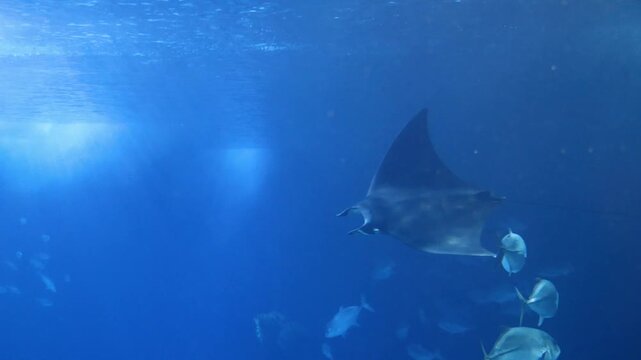 Atlantic Devil Ray (Mobula hypostoma) Swimming Gracefully in Open Ocean &ndash; 4K Footage
