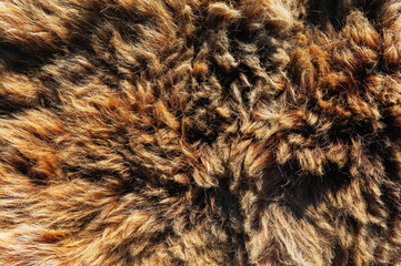 Background and texture of real bear fur.