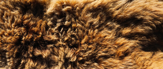 Background and texture of real bear fur.