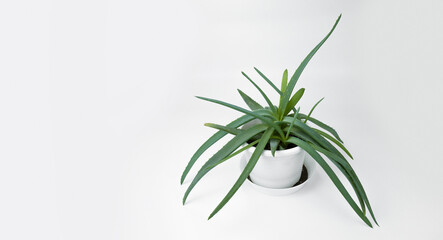 Aloe vera in a plant pot on the white background