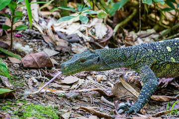 Salvadori's monitor (Varanus salvadorii) is one of the longest lizards in the world
It is an arboreal lizard with a dark green body marked with bands of yellowish spots.