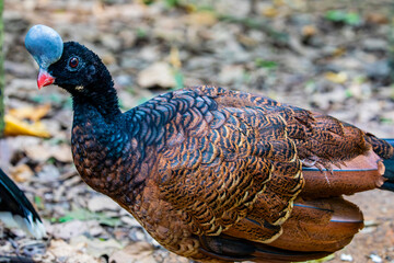 A female helmeted curassow (Pauxi pauxi) with rufous morph.
A large terrestrial bird in the family...