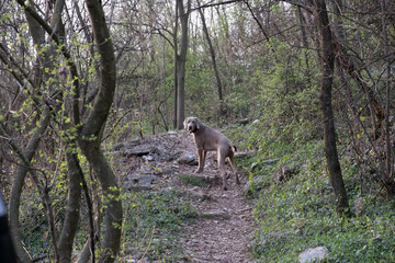 A Weimaraner dog stands on a forest trail surrounded by early spring greenery and trees, alert and ready to continue the hike.