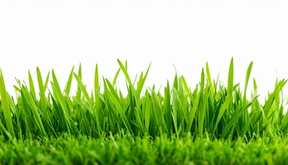 Fototapeta premium Spring summer background with a green tree and blurred bokeh sunlight. 