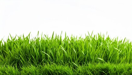 Fototapeta premium Green spring summer grass isolated on white background with copyspace.