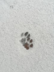 kitten paw print