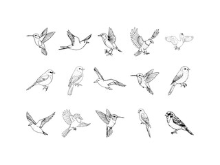 Fototapeta premium Hand Drawn Vector Line Art Bird Sketch Set – Black and White Vintage Bird Illustrations for Nature Art, Wildlife Design, Tattoo, Logo, Doodle Icons Collection 
