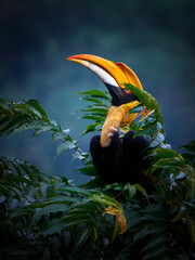 Close up of a Great Hornbill in its natural habitat