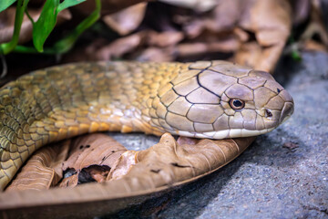 The king cobra (Ophiophagus hannah) is a large elapid endemic to forests from India through Southeast Asia. It is the world's longest venomous snake. It preys chiefly on other snakes.
