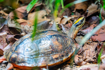 The golden coin turtle (Cuora trifasciata) is a species of turtle endemic to southern China and northern Vietnam.
It has three distinct black stripes on its brown carapace.