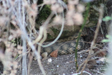 Camouflaged Snake in Natural Habitat