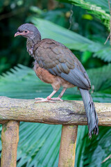 The Chaco chachalaca (Ortalis canicollis) is a species of bird in the family Cracidae. 
Its natural habitats are subtropical or tropical dry forest and subtropical or tropical moist lowland forest.