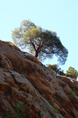 Tree growing on a cliff face under blue sky
