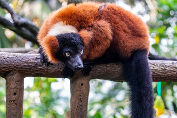 The red ruffed lemur (Varecia rubra) is native to Madagascar. It occurs only in the rainforests of Masoala, in the northeast of the island. 
Its soft, thick fur is red and black in color.
