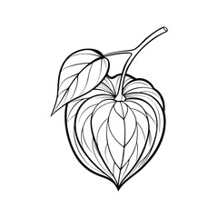 Physalis Fruit with Leaf Detailed Black and White, Line Art on White Background 