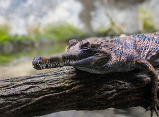 The juvenile false gharial. A freshwater crocodilian native to Malaysia, Borneo, Sumatra, and Java.
It is dark reddish-brown above with dark brown or black spots and cross-bands on the back