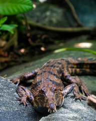 The juvenile false gharial. A freshwater crocodilian native to Malaysia, Borneo, Sumatra, and Java.
It is dark reddish-brown above with dark brown or black spots and cross-bands on the back