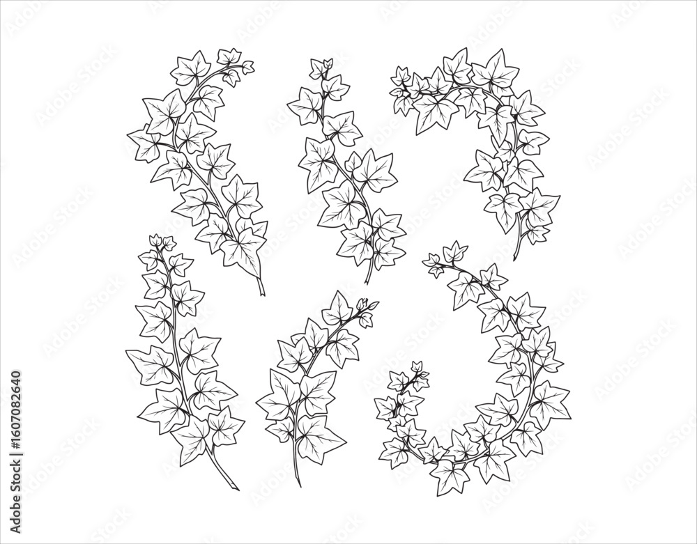 Fototapete group of ivy branch outlines. this is a hand-drawn image that has been converted to vector format.