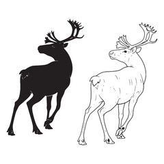 Arctic Animal Traits - Caribou Graphic Collection - Core Silhouette and Technical Lineart - Caribou silhouette - Caribou lineart - Caribou vector - vector set of Caribou


