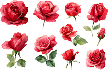 Fototapeta premium red roses on white background