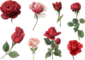 set of red roses vector