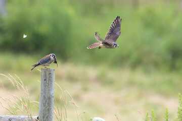 American Kestrel