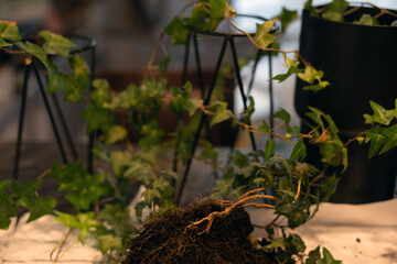 close-up of a fresh green ivy plant with exposed roots on a potting bench, surrounded by metal...