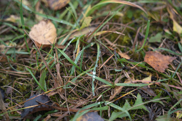 close-up of a forest floor with green grass, brown leaves, and dew on blades, capturing the essence of an early autumn morning with contrasting textures and colors, serene, uneven, lush, abundant