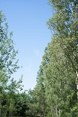 tall green trees against clear blue sky in serene woodland setting highlighting peaceful natural beauty and tranquil atmosphere on a sunny day, glow, verdant, tropical, warm, soft, refreshing