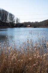 tranquil lakeside scene with tall grasses, bare trees, and distant rural buildings under clear blue...
