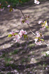 delicate pink cherry blossoms gracefully hang from slender branches, set against the soft focus of a sun-dappled ground, embodying the serene beauty and fleeting nature of spring, ambient, airy