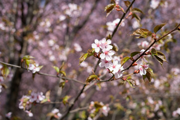 close-up of delicate cherry blossoms on sunlit branches, showcasing the beauty of spring with soft pink petals and vibrant green leaves against a blurred background of numerous blossoms, graceful