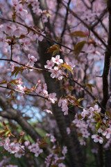 close-up view of delicate cherry blossoms in full bloom with soft pink petals and fresh green leaves set against a backdrop of intertwined branches and dappled sunlight, growth, interconnected