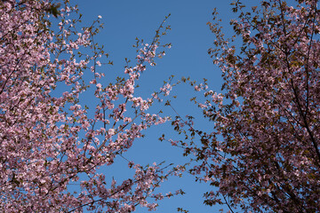 vibrant spring scene of cherry blossoms in full bloom against a clear blue sky, showcasing delicate pink and white flowers with fresh green leaves, creating a serene and tranquil atmosphere, gentle