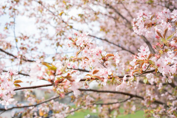 delicate pink cherry blossoms in bloom spread across tree branches on a bright spring day with soft focus and gentle sunlight illuminating the scene, picturesque, idyllic, foliage, fragile