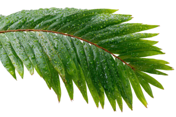 Lush green palm frond glistening with rain droplets isolated on transparent background