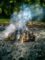 Smoking Campfire with Wooden Logs in Forest
