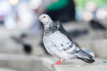 Pigeon biset domestique (Columba livia var. domestica) perché sur un rebord urbain à Paris