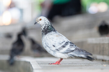 Pigeon biset domestique (Columba livia var. domestica) perché sur un rebord urbain à Paris
