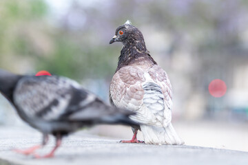 Parade amoureuse de pigeons bisets (Columba livia) sur le pavé parisien, scène de biodiversité...