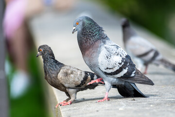 Parade nuptiale entre deux pigeons bisets domestiques (Columba livia var. domestica) à Paris