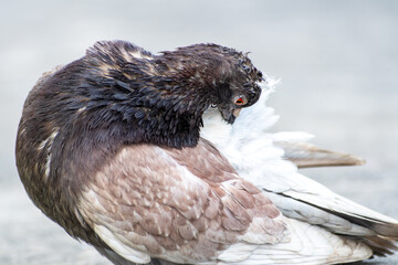 Parade amoureuse de pigeons bisets (Columba livia) sur le pavé parisien, scène de biodiversité urbaine