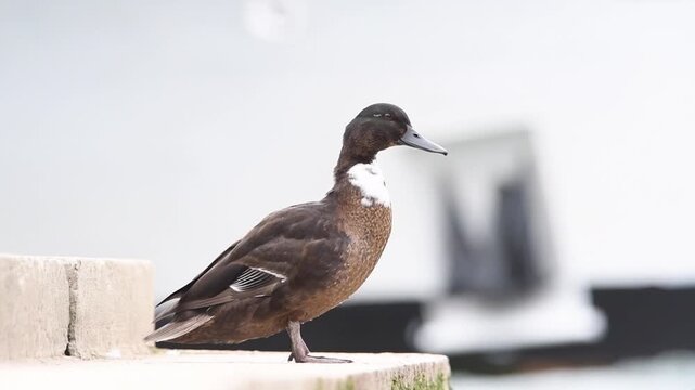 Portrait de canard colvert domestique (Anas platyrhynchos var. domestica) en plein Paris, faune urbaine