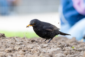 Merle noir (Turdus merula) fouillant la terre à Paris – biodiversité urbaine