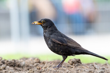 Merle noir (Turdus merula) fouillant la terre à Paris – biodiversité urbaine
